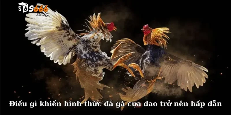 Điều gì khiến hình thức đá gà cựa dao trở nên hấp dẫn