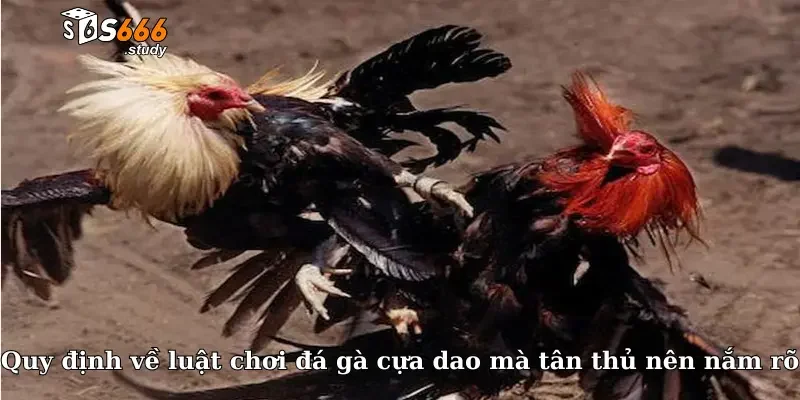 Quy định về luật chơi đá gà cựa dao mà tân thủ nên nắm rõ
