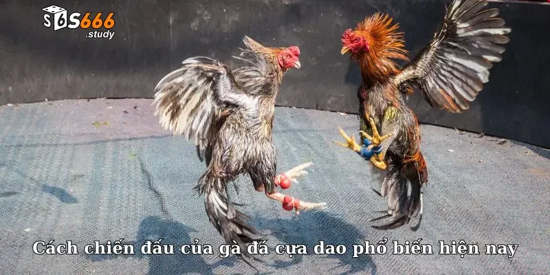 Cách chiến đấu của gà đá cựa dao phổ biến hiện nay