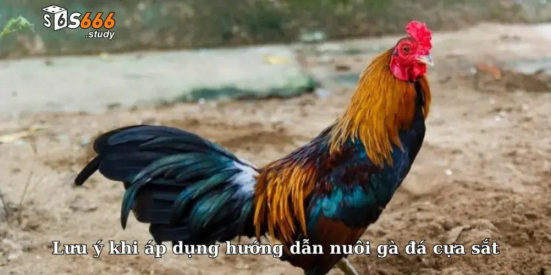 Lưu ý khi áp dụng hướng dẫn nuôi gà đá cựa sắt