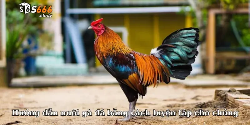 Hướng dẫn nuôi gà đá bằng cách luyện tập cho chúng