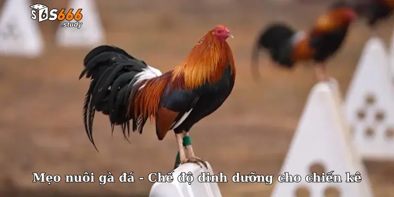 Mẹo nuôi gà đá - Chế độ dinh dưỡng cho chiến kê