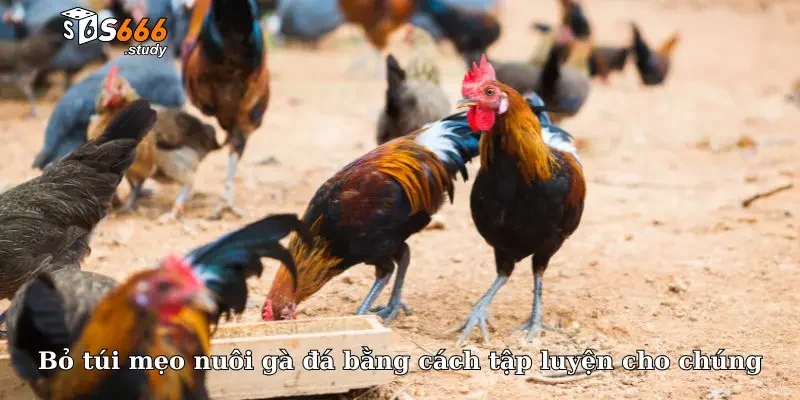 Bỏ túi mẹo nuôi gà đá bằng cách tập luyện cho chúng