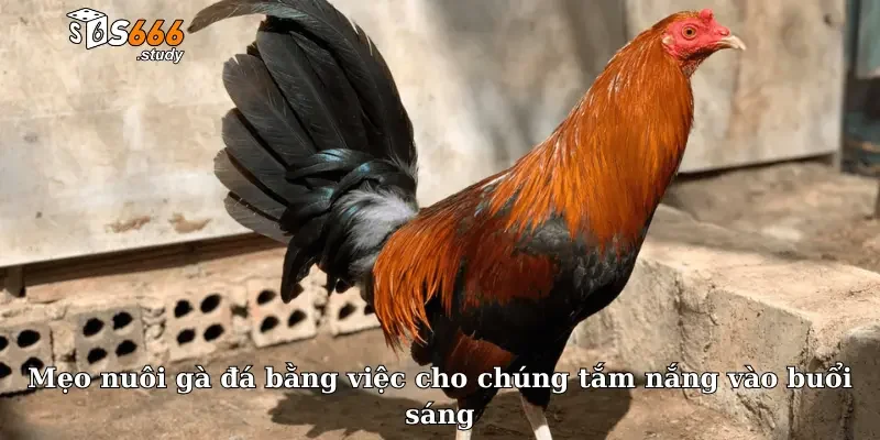 Mẹo nuôi gà đá bằng việc cho chúng tắm nắng vào buổi sáng