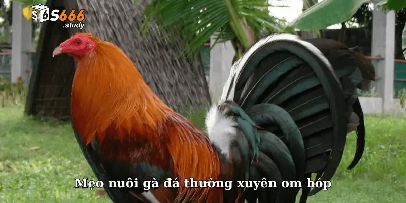 Mẹo nuôi gà đá thường xuyên om bóp
