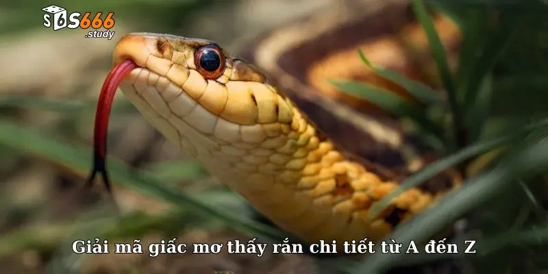 Giải mã giấc mơ thấy rắn chi tiết từ A đến Z