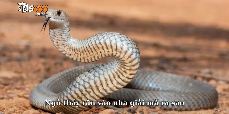 Ngủ thấy rắn vào nhà giải mã ra sao