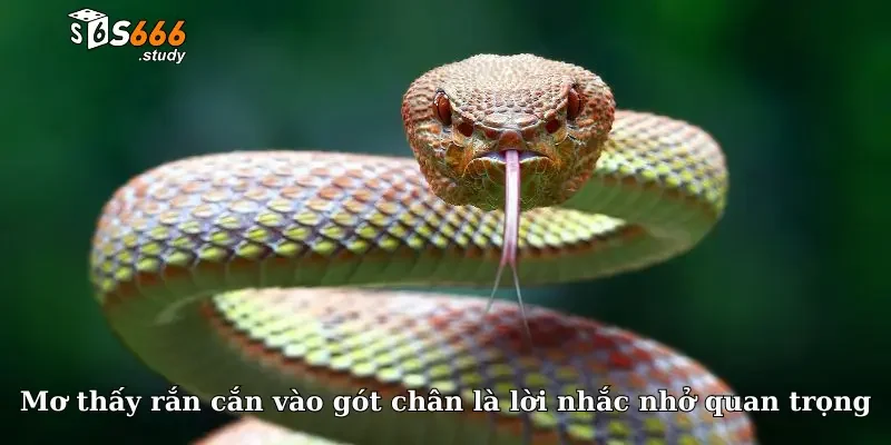 Mơ thấy rắn cắn vào gót chân là lời nhắc nhở quan trọng