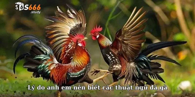 Lý do anh em nên biết các thuật ngữ đá gà