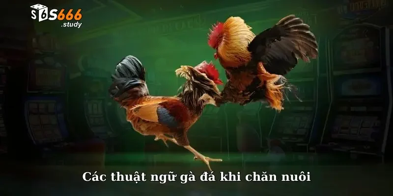 Các thuật ngữ gà đá khi chăn nuôi