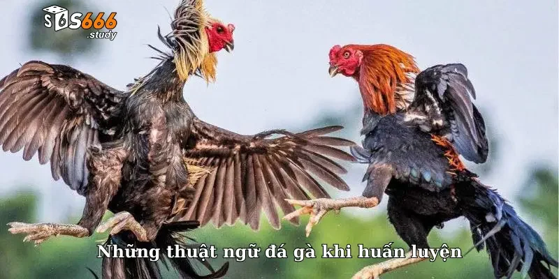 Những thuật ngữ đá gà khi huấn luyện